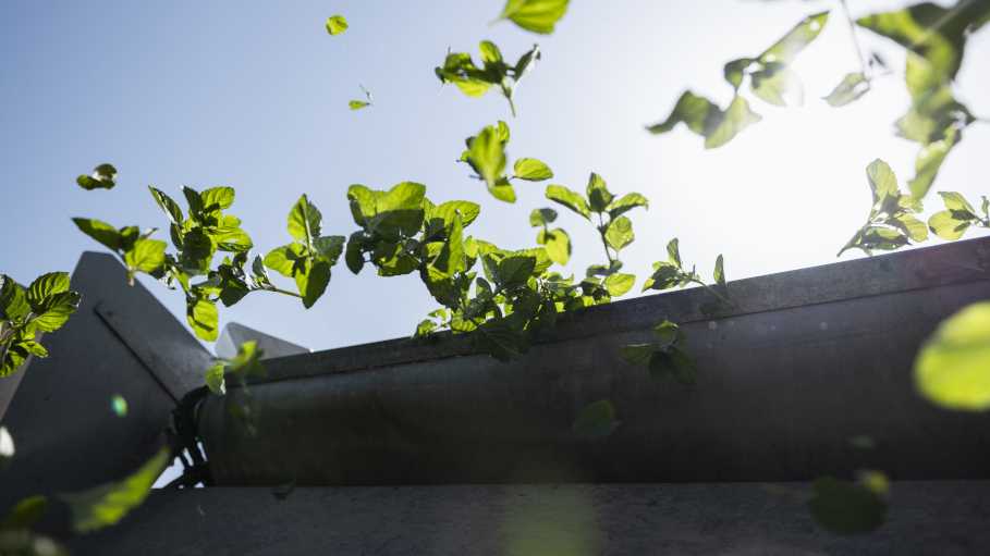 Alpine herbs being harvested